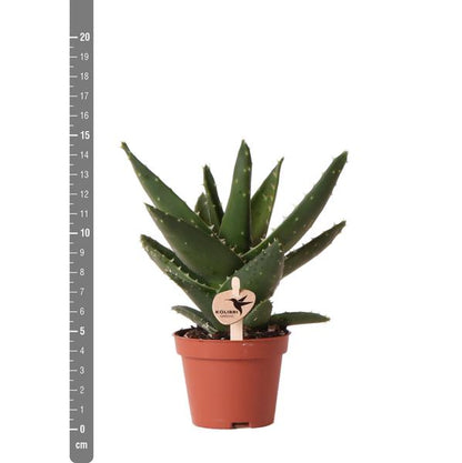 Sukkulente Aloe Brevifolia – Kleine Grüne Zimmerpflanze mit Stacheln – Ø6cm – Pflegeleicht & Robust – Ideal für helle Standorte ohne direkte Sonne 