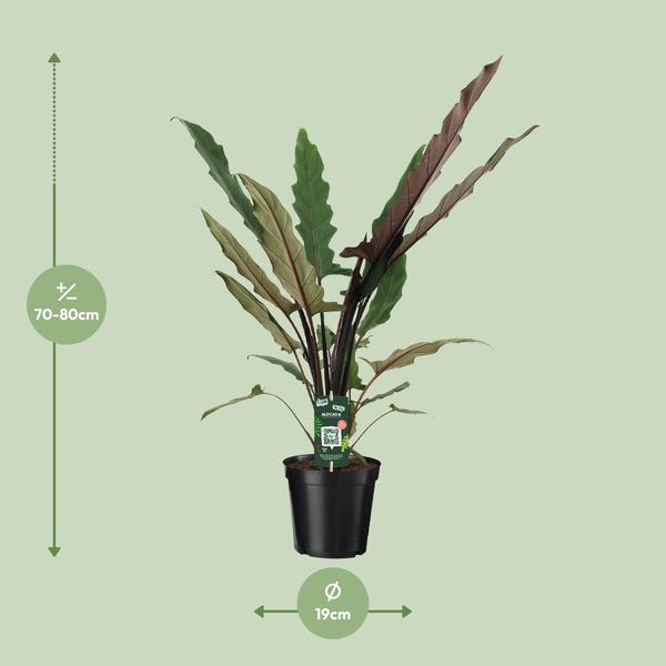 Elefantenohr – Alocasia Lauterbachiana – Zimmerpflanze – Ø19cm – ↕80cm - Exotische Pflanze mit gezackten Blättern – Blickfang für Wohnzimmer & Büro 