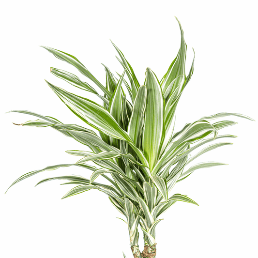 Dracaena Deremensis White Stripe – Drachenbaum – Ø24cm – ↕130-150cm – Elegante Zimmerpflanze mit weißen Blattstreifen – Pflegeleicht & luftreinigend 