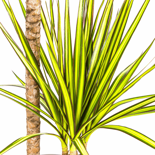 Dracaena Marginata Sunray Drachenbaum – Zimmerpflanze Ø19cm – ca. 80-100cm hoch – Tropischer Akzent mit grünen und gelben Blättern 