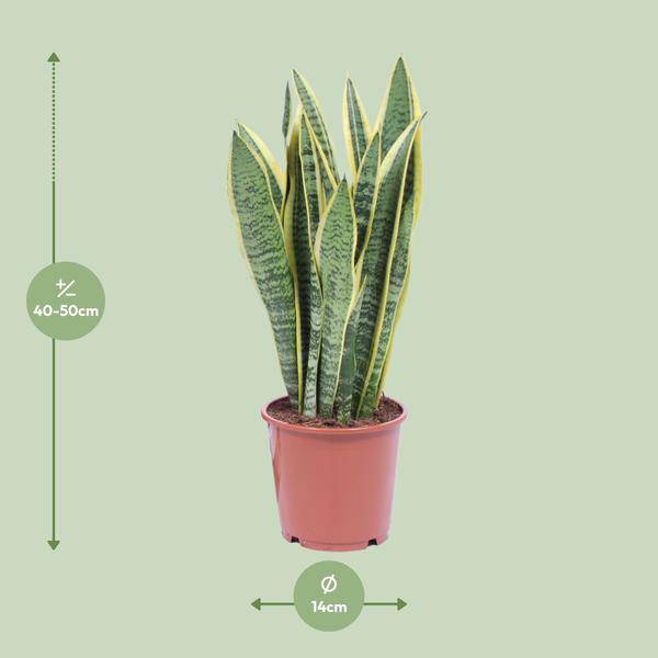 Bogenhanf Sansevieria Trifasciata Laurentii – Schwiegermutterzunge – Zimmerpflanze – Ø14 cm Topf – ca. 40-50 cm hoch – Luftreinigend & Pflegeleicht – Halbschatten 