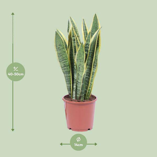 Bogenhanf Sansevieria Trifasciata Laurentii – Schwiegermutterzunge – Zimmerpflanze – Ø14 cm Topf – ca. 40-50 cm hoch – Luftreinigend & Pflegeleicht – Halbschatten 