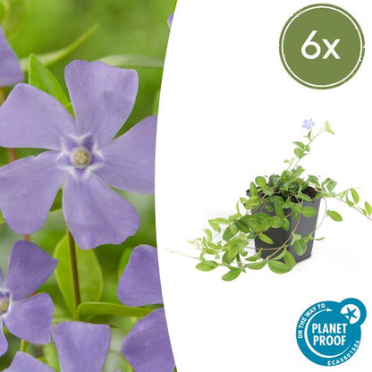 Kleines Immergrün – Vinca minor – ↕10-25cm – Ø9cm – 6 Pflanzen – Blauer Bodendecker – Sonne & Schatten – Pflegeleicht 