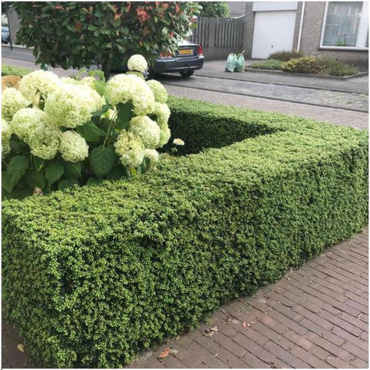 Stechpalmenhecke - Ilex crenata 'Jenny'® - Set mit 6 winterharten Pflanzen - 1 Meter - Immergrüne Hecke 