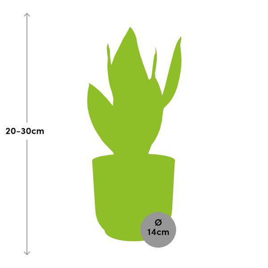 Bogenhanf Sansevieria Futura Superba – Schwiegermutterzunge Zimmerpflanze inkl. Ziertopf Vibes Fold Rosa Ø14cm – Pflegeleicht & luftreinigend – Für Schlafzimmer, Wohnzimmer & Büro 