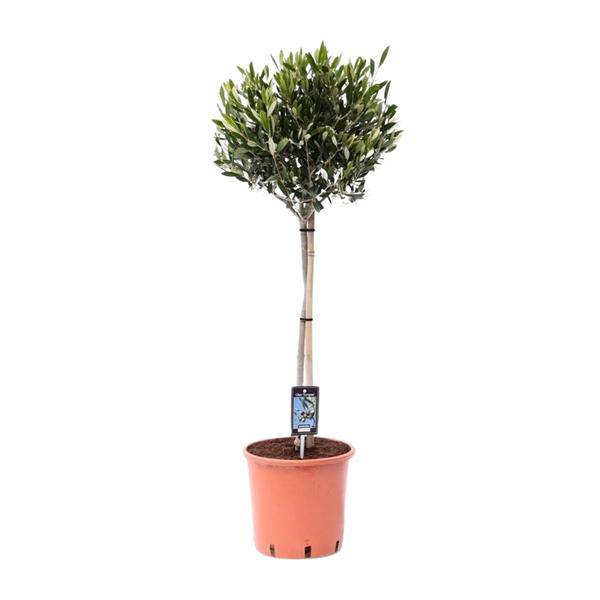Olivenbaum - Olea Olijf - Zimmerpflanze - Ø22cm - ↕100cm 