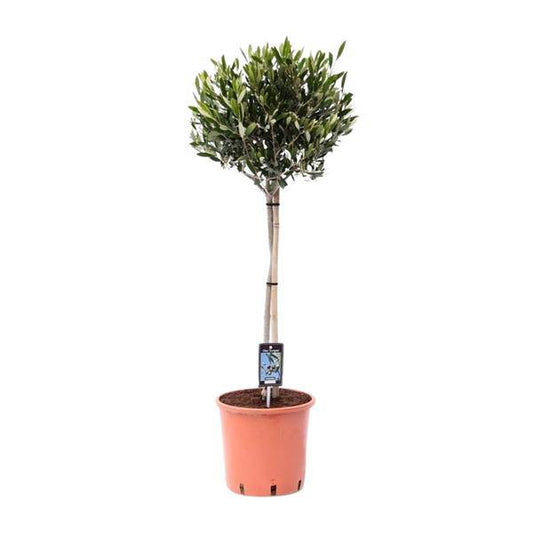 Olivenbaum - Olea Olijf - Zimmerpflanze - Ø22cm - ↕100cm 