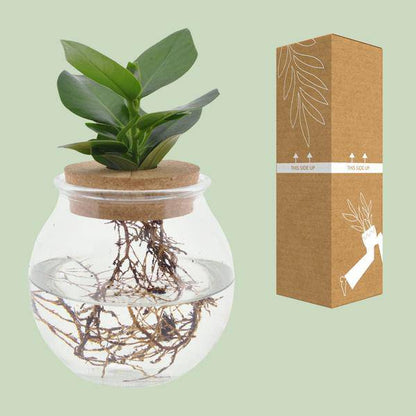 Clusia in Kugelglas + Schnappkorken - Ø12cm - ↕30cm 