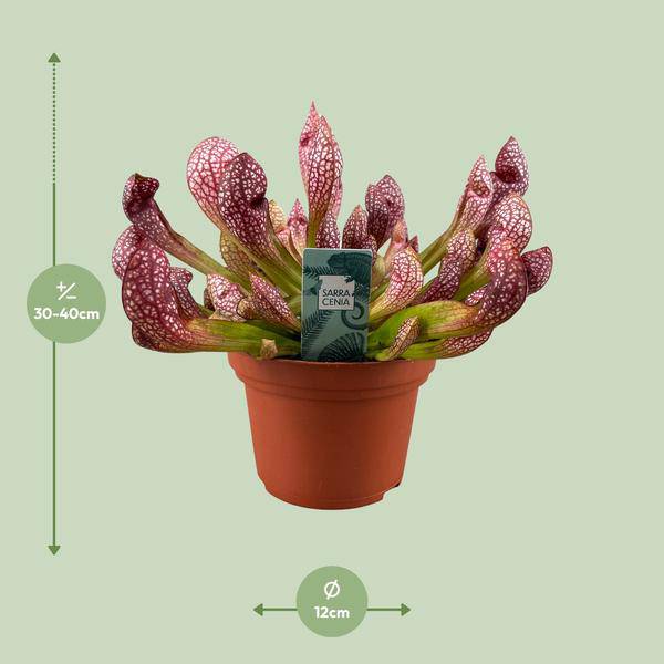 Schlauchpflanze - Sarracenia Scarlet Belle - Zimmerpflanze - Ø12cm - ↕40cm 