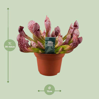 Schlauchpflanze - Sarracenia Scarlet Belle - Zimmerpflanze - Ø12cm - ↕40cm 
