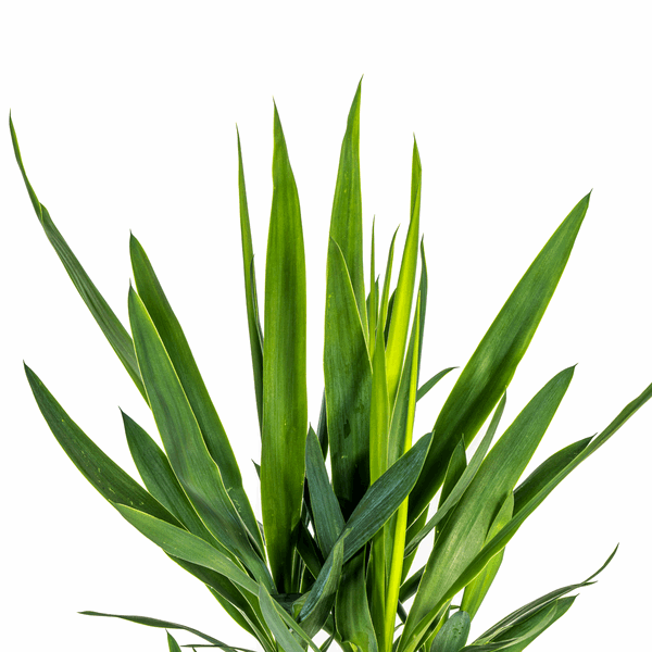 Yucca Elephantipes – Riesen-Palmlilie – Zimmerpflanze Ø19cm ↕70-90cm – Robust & pflegeleicht – Exotisch & dekorativ 