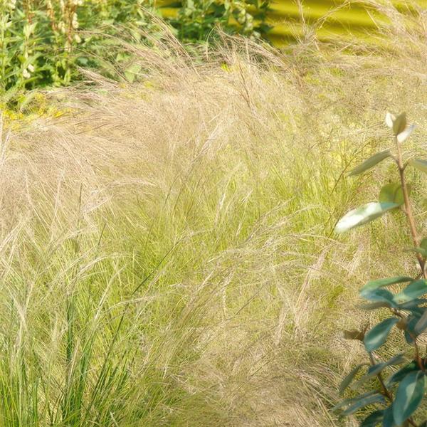 Federgras – Stipa tenuissima 'Pferdeschwänze' – ↕10-25cm – Ø9cm – 6 Pflanzen – Luftiges Ziergras – Sonne – Pflegeleicht – Blühend von Mai bis Septembe 