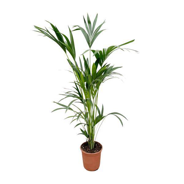 Kentia-Palme – Howea forsteriana – Zimmerpflanze – 160cm – Ø24cm – elegante Grünpflanze für Wohnzimmer, Büro & Wintergarten – pflegeleichte Palme 