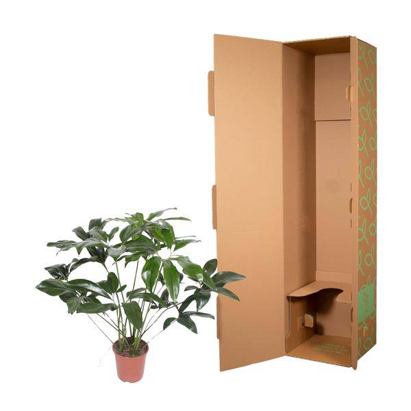 Baumfreund – Philodendron Green Wonder – Zimmerpflanze – 120cm – Ø27cm – tropische Kletterpflanze mit großen herzförmigen Blättern 