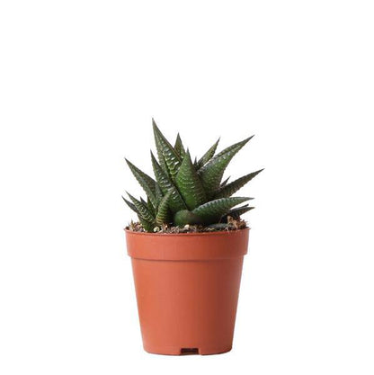Sukkulente Haworthia Limifolia – Dreieckige Grüne Zimmerpflanze – Ø9cm – Pflegeleicht & Robust – Perfekt für helle Standorte ohne direkte Sonne 