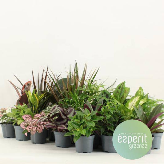 Grüner Mix Greens – 24 Zimmerpflanzen im Set – Ø8,5cm – Höhe ca. 10cm – kleine Grünpflanzen für Wohnung Büro Deko & Events 
