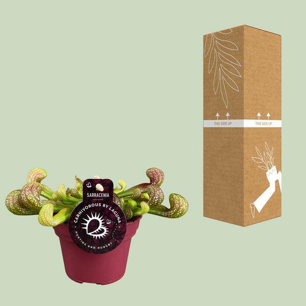 Papageien-Schlauchpflanze Sarracenia Psittacina – Zimmerpflanze – Ø12cm – ↕13cm – Exotische Fleischfressende Pflanze – Pflegeleicht & Halbschatten geeignet – Für Innenräume & kleine Gärten 