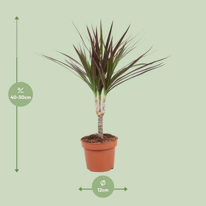 Drachenbaum - Dracaena Magenta - Zimmerpflanze - Ø12cm - ↕50cm 
