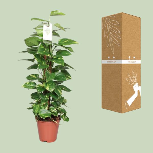 Efeutute Epipremnum Scindapsus Pinnatum – Goldene Efeutute am Moosstock – Ø19cm – ↕80cm – Luftreinigende Zimmerpflanze mit herzförmigen Blättern – Pflegeleicht & dekorativ – Für Wohnzimmer & Büro 