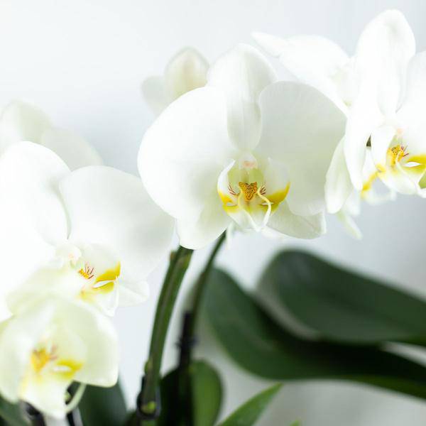 Weiße Phalaenopsis Orchidee Juwel Gent – Blühende Zimmerpflanze – Ø12cm – Elegante weiße Blüten – Perfekt für Zuhause & Büro 