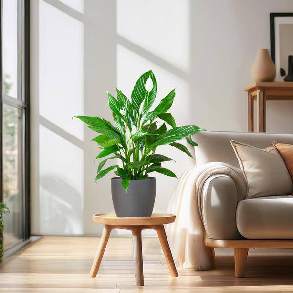 Spathiphyllum Sweet Lauretta – Scheidenblatt – Zimmerpflanze + Topf Viber Grau – ↕80cm – Ø21cm – Friedenslilie mit eleganten weißen Blüten – Pflegeleicht & dekorativ für Innenräume 