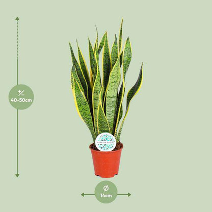 Bogenhanf – Sansevieria Trifasciata Laurentii – Zimmerpflanze – Ø14cm – ca. 50cm hoch – Luftreinigend & extrem pflegeleicht 