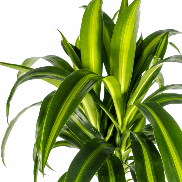 Dracaena Deremensis Hawaiian Sunshine – Drachenbaum – Ø24cm – ↕130-150cm – Tropische Zimmerpflanze mit gelb-grünen Blättern – Pflegeleicht & luftreinigend 