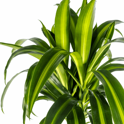 Dracaena Deremensis Hawaiian Sunshine – Drachenbaum – Ø24cm – ↕130-150cm – Tropische Zimmerpflanze mit gelb-grünen Blättern – Pflegeleicht & luftreinigend 