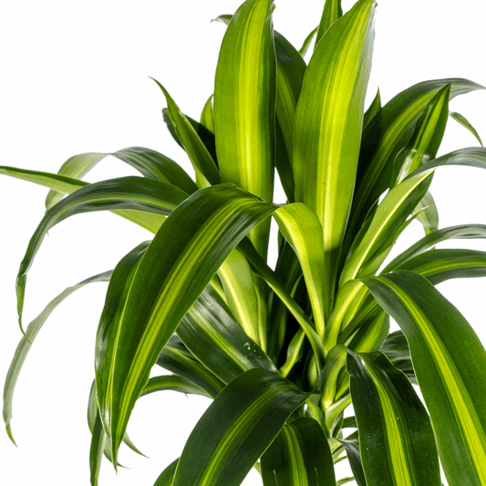 Dracaena Deremensis Hawaiian Sunshine – Drachenbaum – Ø24cm – ↕130-150cm – Tropische Zimmerpflanze mit gelb-grünen Blättern – Pflegeleicht & luftreinigend 