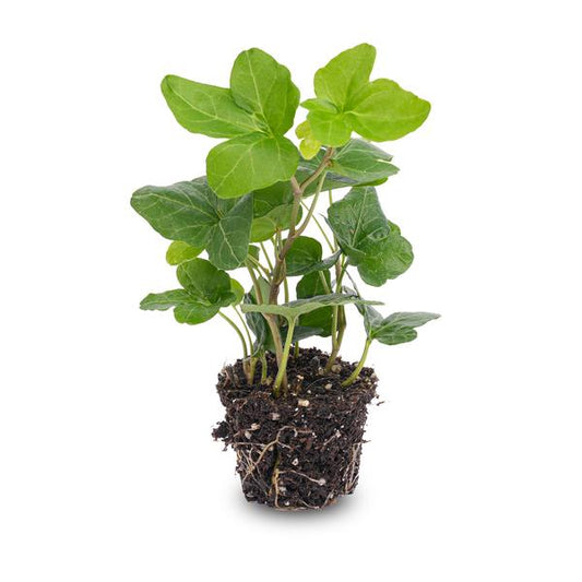 Hedera Helix – Gemeiner Efeu – Zimmerpflanze – Ø6 cm – Terrarienpflanze – Kletterpflanze mit dichtem Blattwuchs – Pflegeleicht & Winterhart 