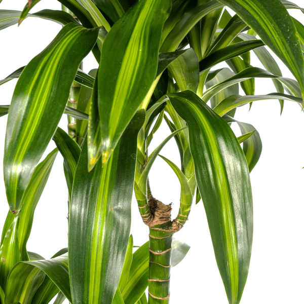Drachenbaum Dracaena Deremensis Hawaiian Sunshine – Zimmerpflanze – Ø27 cm Topf – Höhe 180 cm – Tropischer Look & pflegeleicht 