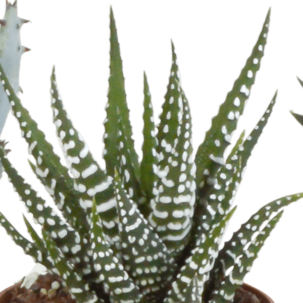 Sukkulente - Gasteria/Haworthia - Mix 5,5cm - Zimmerpflanze - 5 Stück 