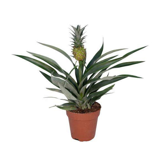 Ananaspflanze – Bromelia Ananas – tropische Zimmerpflanze – Ø12cm Topf – ca. 30 cm hoch – pflegeleicht & dekorativ 