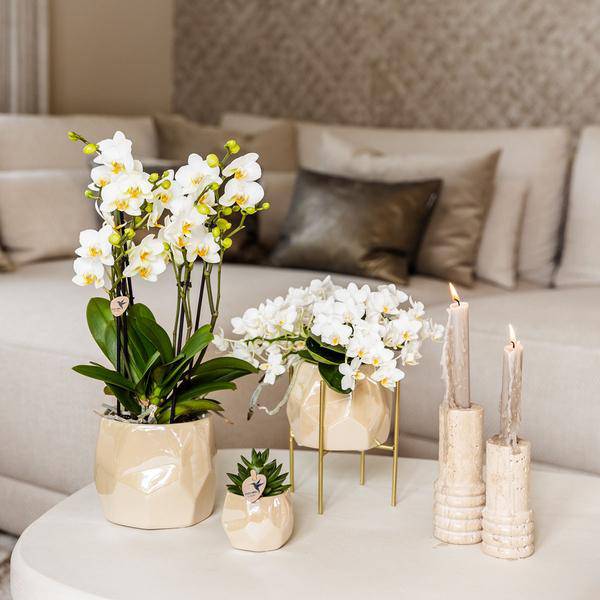 Pearl Blumentopf glänzend in Blau, Grün, Rosa oder Travertin – Eleganter Übertopf Ø6cm Ø9cm Ø12cm – Pflanzgefäß für Zimmerpflanzen & Deko 