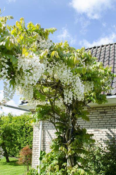 Weißer Blauregen - Wisteria floribunda 'Longissima Alba' - Weißer Regen - Ø15cm - ↕65cm 