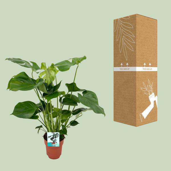 Monstera Deliciosa – Köstliches Fensterblatt – Zimmerpflanze – Ø19cm x ↕60cm – Tropische Zimmerpflanze mit fenestrierten Blättern – Luftreinigend & pflegeleicht 
