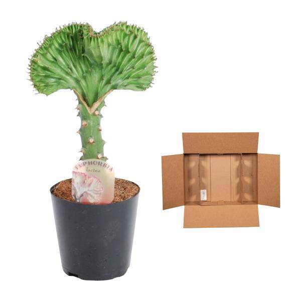 Euphorbia lactea Cristata Grün – Korallen-Wolfsmilch – Zimmerpflanze – Höhe ca. 35cm – ø12cm – Exotische Sukkulente in Korallenform – Pflegeleicht & dekorativ für sonnige Standorte 