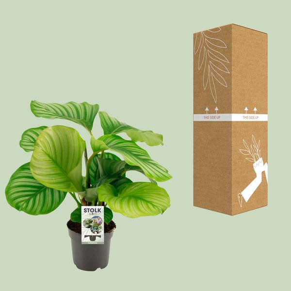 Korbmarante Calathea Orbifolia – Zimmerpflanze – Ø14cm – 45cm Höhe – tropisches Blattwunder – pflegeleicht & luftreinigend 