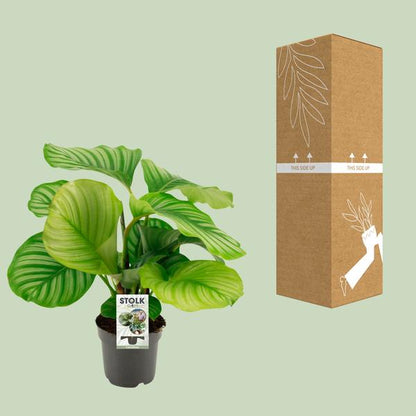 Korbmarante Calathea Orbifolia – Zimmerpflanze – Ø14cm – 45cm Höhe – tropisches Blattwunder – pflegeleicht & luftreinigend 