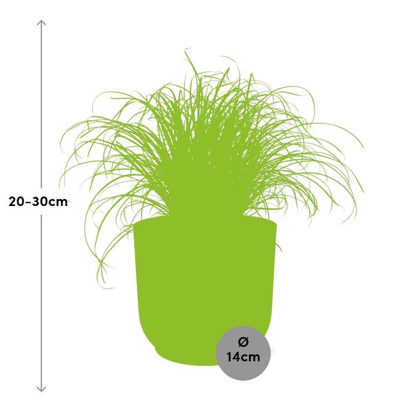 Wechselblättriges Zyperngras Cyperus Alternifolius Zumula – Schirmgras Zimmerpflanze inkl. Ziertopf Vibes Fold Rosa Ø14cm – Pflegeleicht & luftreinigend – Dekorative Sumpfpflanze für Wohnzimmer & Büro 