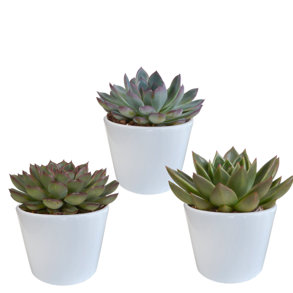 Steinrose - Echeveria - Mix - 10,5 cm - 3 Stück - im weißen Topf 