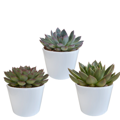 Steinrose - Echeveria - Mix - 10,5 cm - 3 Stück - im weißen Topf 