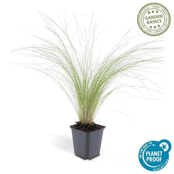 Federgras – Stipa tenuissima 'Pferdeschwänze' – ↕10-25cm – Ø9cm – 6 Pflanzen – Luftiges Ziergras – Sonne – Pflegeleicht – Blühend von Mai bis Septembe 
