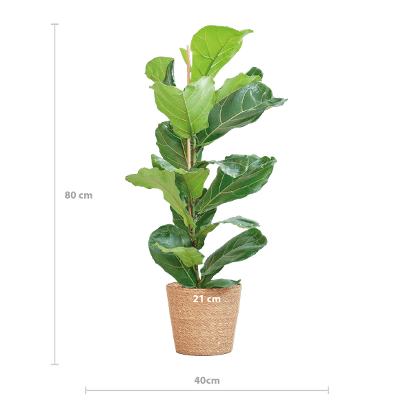 Ficus Lyrata – Geigen-Feige Zimmerpflanze – ca. 80cm hoch – Ø21cm – große dekorative Blätter – inkl. Seegras Korb Sofia Natur 