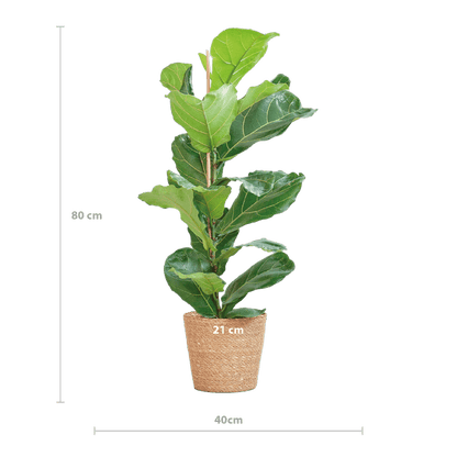 Ficus Lyrata – Geigen-Feige Zimmerpflanze – ca. 80cm hoch – Ø21cm – große dekorative Blätter – inkl. Seegras Korb Sofia Natur 