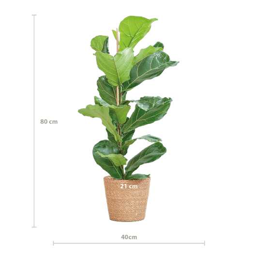 Ficus Lyrata – Geigen-Feige Zimmerpflanze – ca. 80cm hoch – Ø21cm – große dekorative Blätter – inkl. Seegras Korb Sofia Natur 