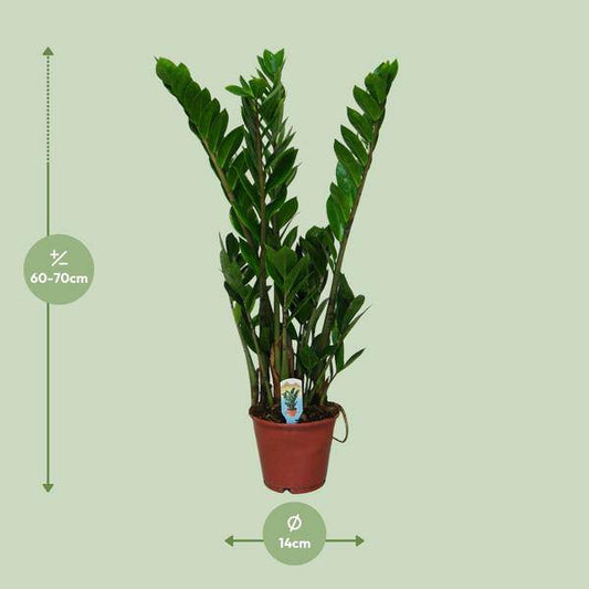 Glücksfeder – Zamioculcas zamiifolia – Zimmerpflanze – Ø14 cm – ca. 50 cm hoch – Pflegeleicht & robust – glänzendes dunkelgrünes Laub – Ideal für Halbschatten & Schatten 