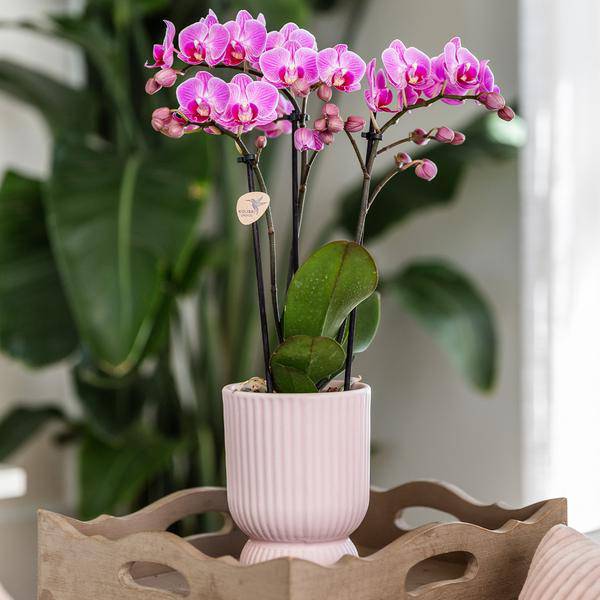 Topf Diabolo Rosa - Ø6cm 