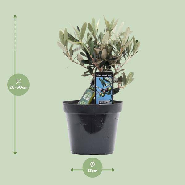 Olivenbaum - Olea Olive - Zimmerpflanze - Ø13cm - ↕25cm 