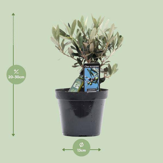 Olivenbaum - Olea Olive - Zimmerpflanze - Ø13cm - ↕25cm 